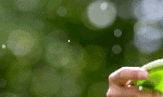 kisamatka-gif-728
